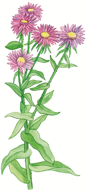 File:aster.png